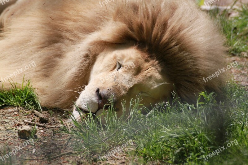 Lion Zoo Beauvalle Nap Free Photos