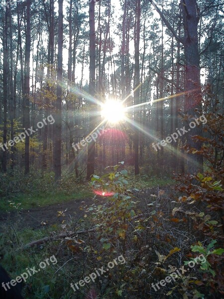 The Sun Forest Tree Autumn Light