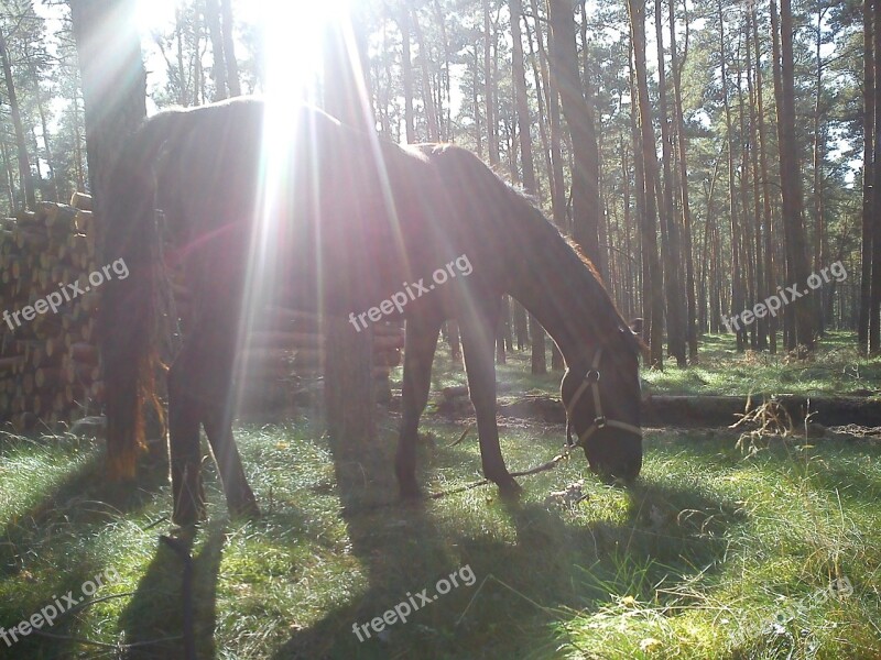 The Horse Animal Horses Forest The Sun