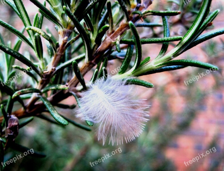 Feather White Soft Fluffy Herb