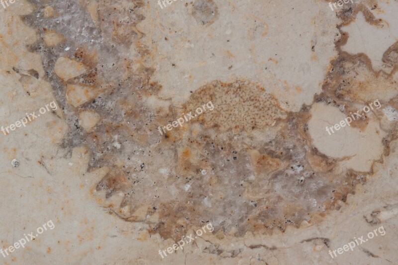 Petrification Fossil Nautilus Fossil Solnhofen Limestone Slabs Limestone