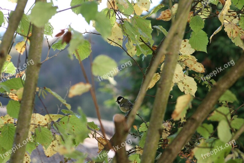 Birds Bird Little Bird Black And White Tit