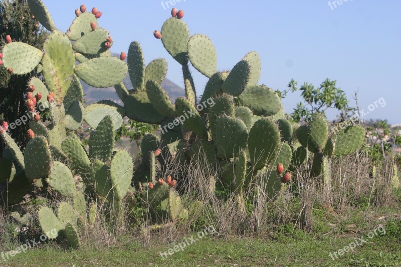 Cactus Costa Del Sol Spain Prickly Free Photos