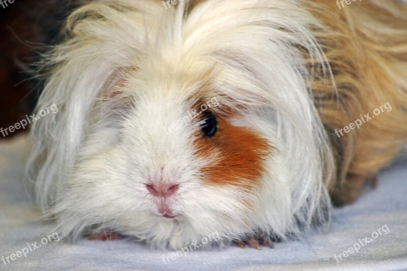 Guinea Pig Lunkarya Long Haired Guinea Pigs White Red Black Lure