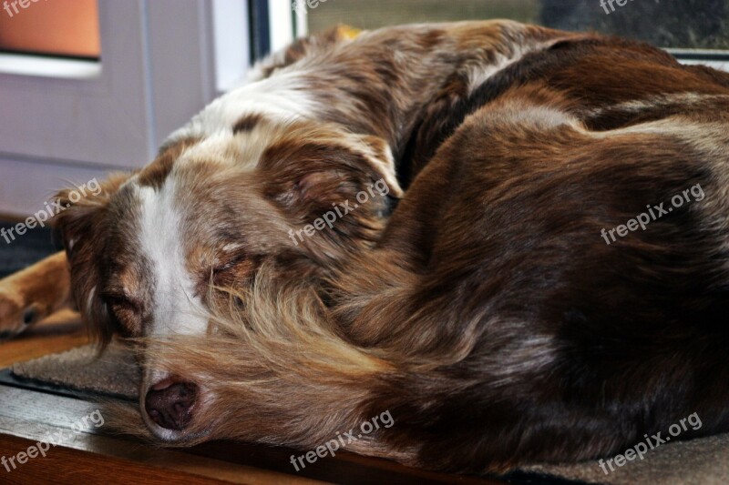 Dog Sleeping Australian Shepherd Merle Pet