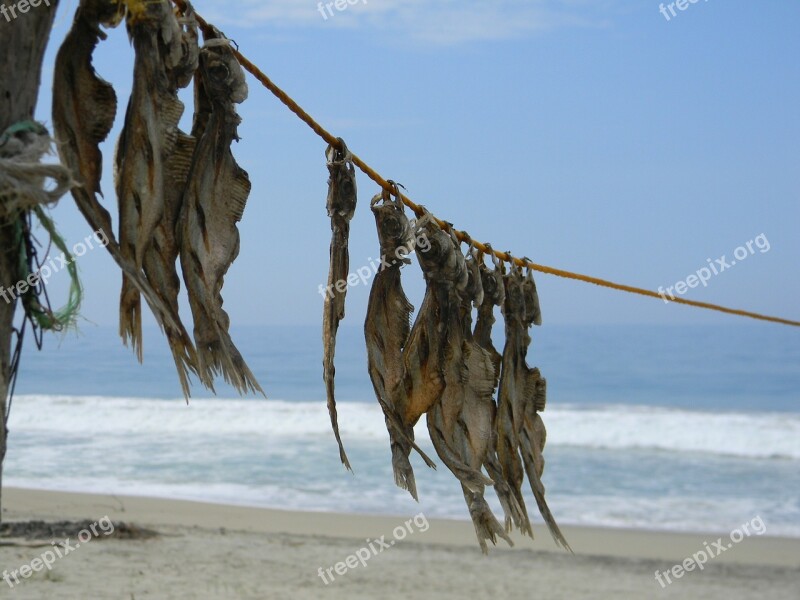 Fish Drying Sun Food Free Photos