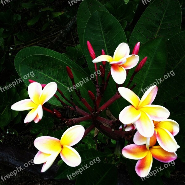 Plumeria Flowers Hawaii Flower Fragrant