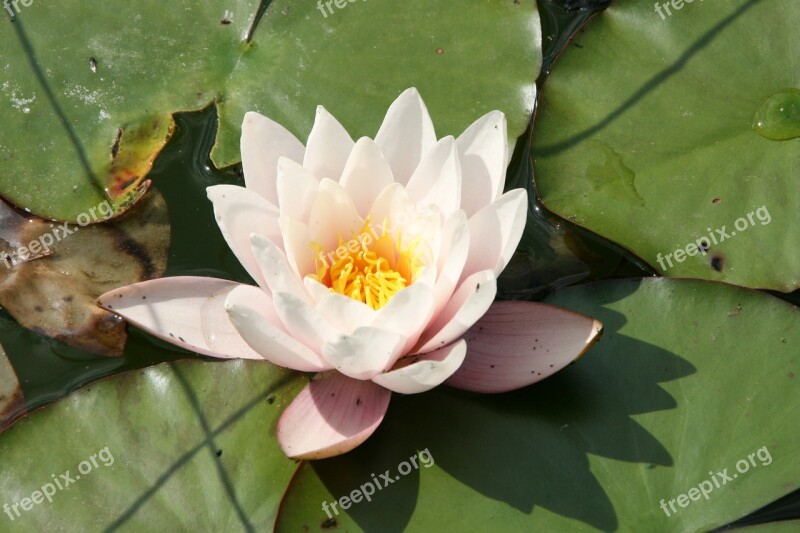 Water Lily Aquatic Plant Blossom Bloom Free Photos