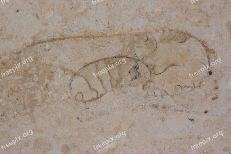 Petrification Fossil Beast Fossil Solnhofen Limestone Slabs Limestone