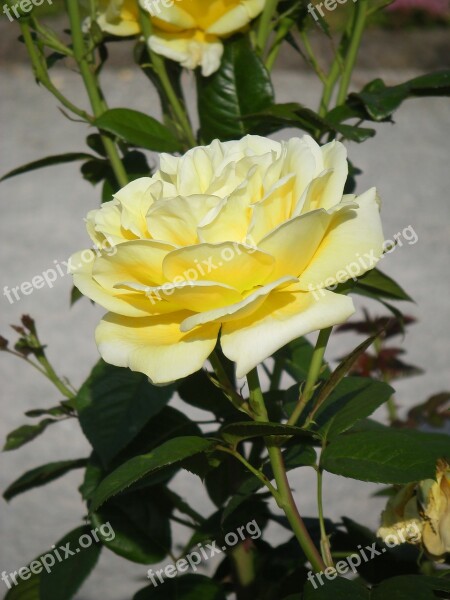 Pale Yellow Rose Summer Bright Nature Blossom