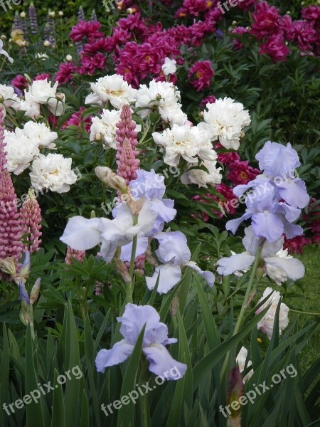 Iris Lupine Peony Flowers Nature