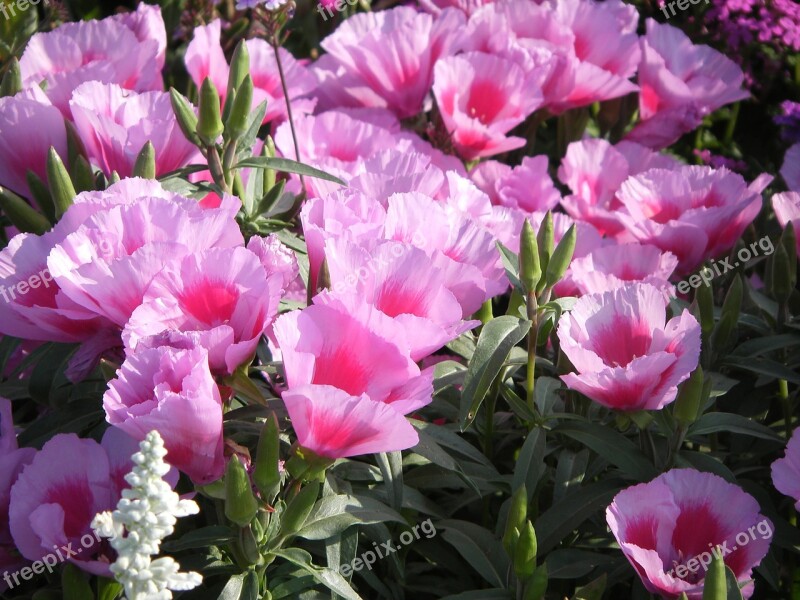 Pink Azaleas Chalices Bot Garden Munich Many Flowers