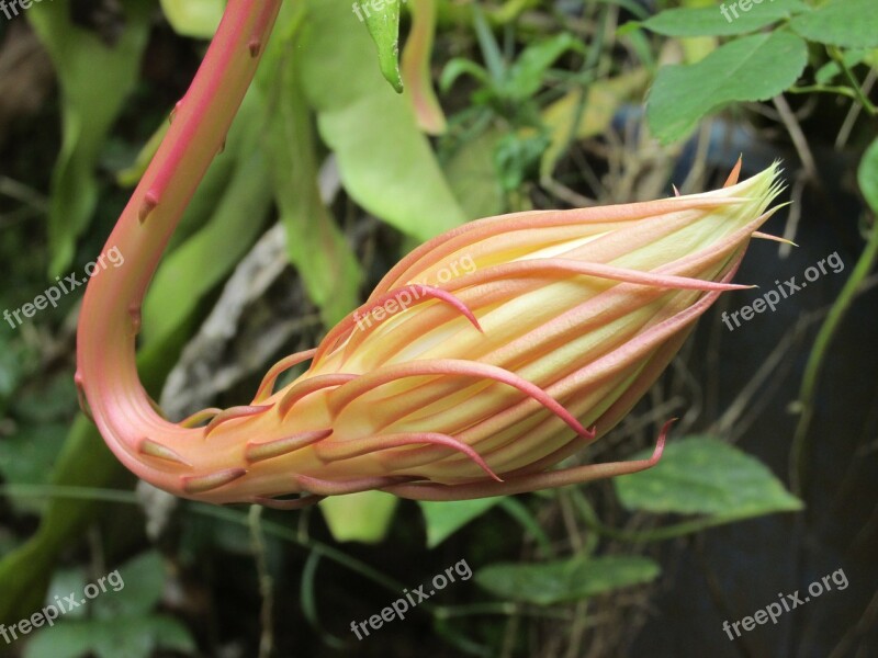 Flower Beautiful Flower Springtime Bud Blossom