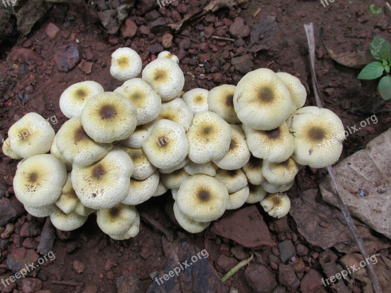 Mushroom Fungi Fungus Close-up Food