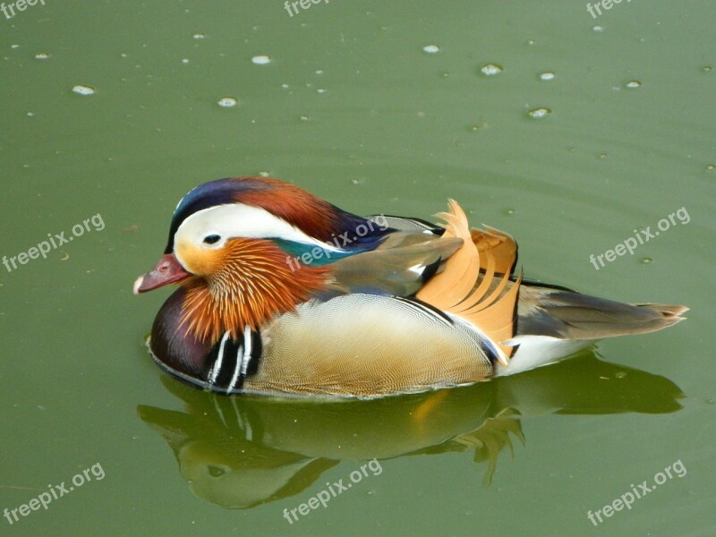 Animal Duck Bird Cute Swimming