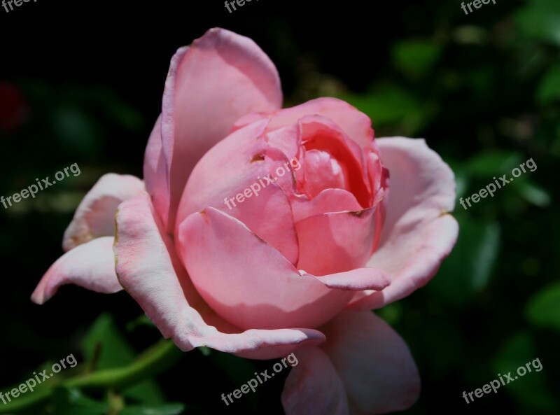 Flower Bloom Bud Rose Rounded