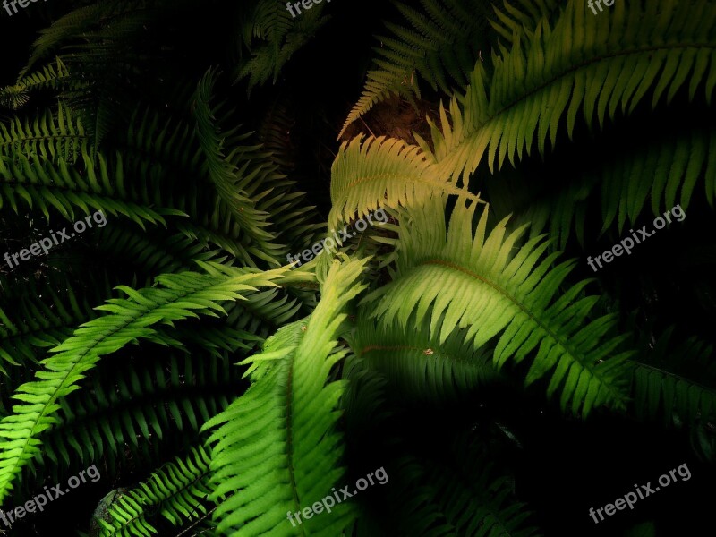 Fern Green Plant Leaf Nature