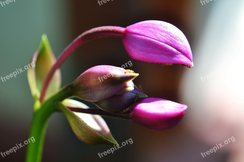 Flower Ants Flower Buds Purple Buds Purple Flower Buds