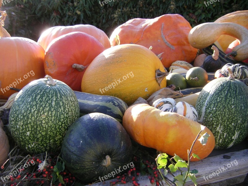 Thanksgiving Autumn Pumpkin Vegetables Colorful