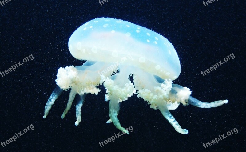 Jellyfish Sea Marine Life Underwater Sea Animal