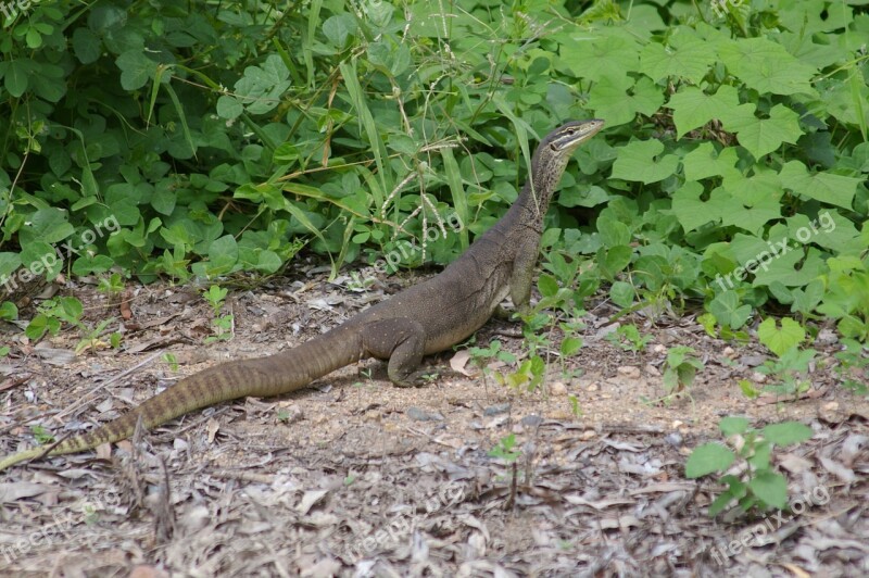 Goanah Animal Wild Nature Wild Life