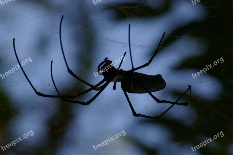 Spider Creepy Insect Spiderweb Dark