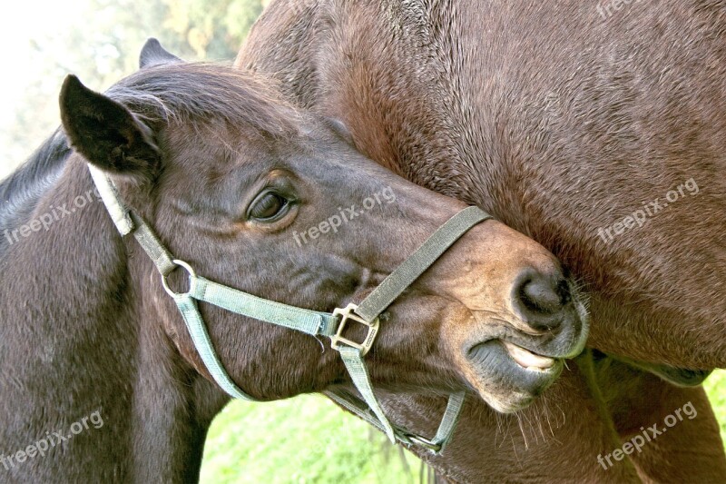 Horse Head Horse Animal Portrait Brown