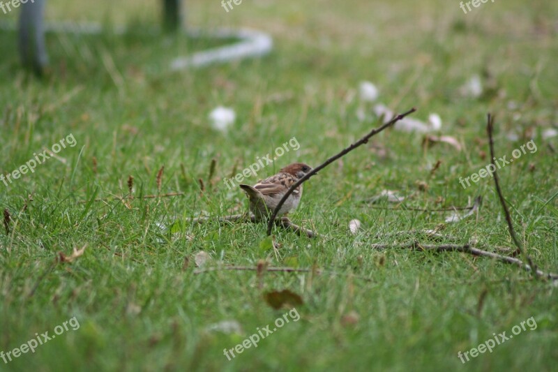 Passer Domesticus Bird Sparrow Nature Outside