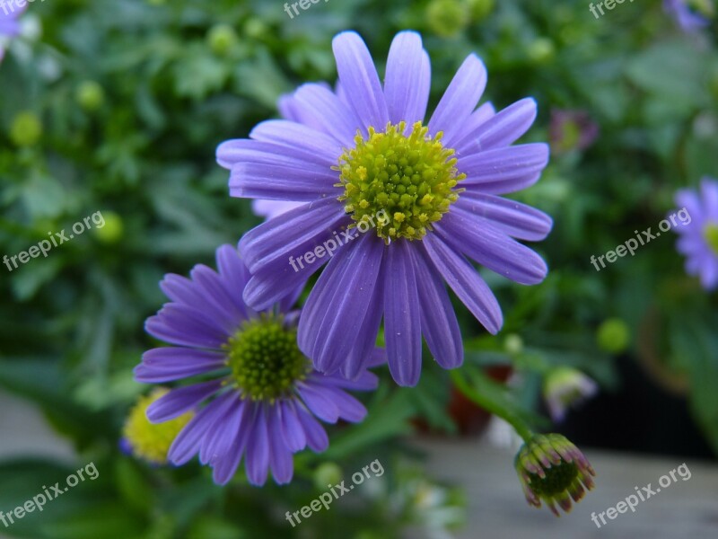 Flower Blossom Bloom Nature Yellow