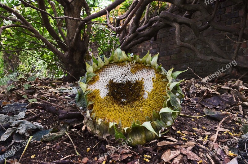 Sunflower Dead Leaves Autumn England