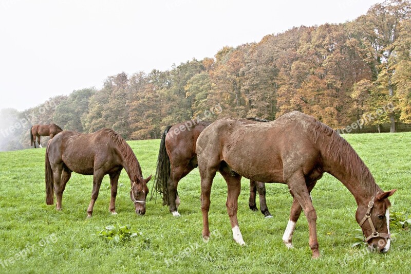 Horses Pasture Brown Stallions Landscape