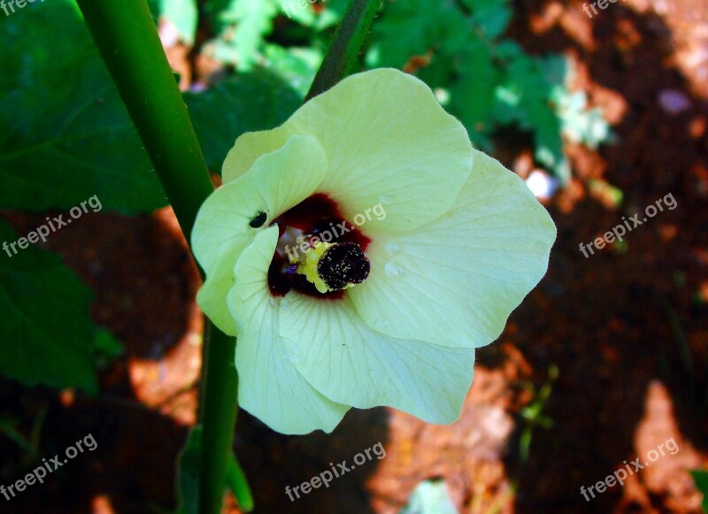 Lady Finger Flower Okra Vegetable Dharwad