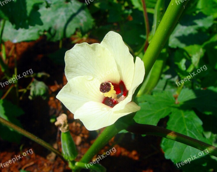 Lady Finger Flower Okra Vegetable Dharwad