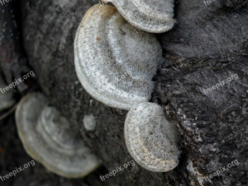 Mushroom Tree Fungus Forest Balance Beam Mushrooms