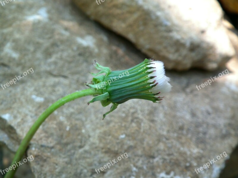 Flower Dandelion Bud White A Yellow Flower