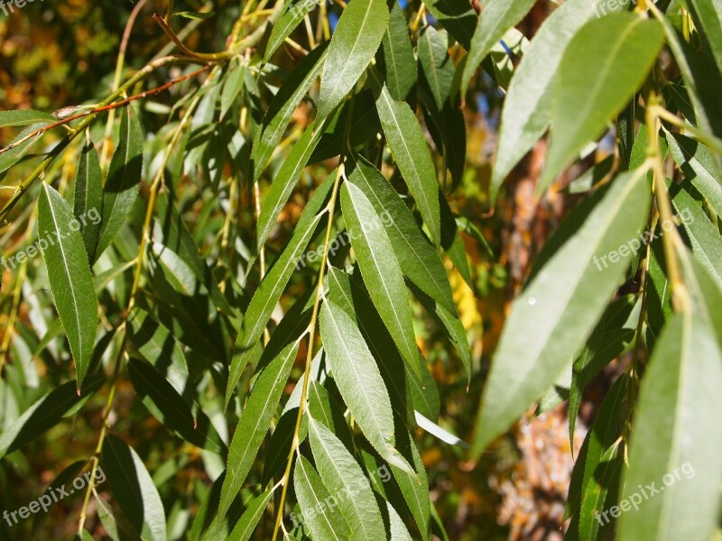 Leaves Nature Park Plant Ecology