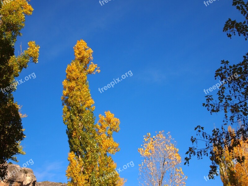 Sky And Trees Tree Landscape