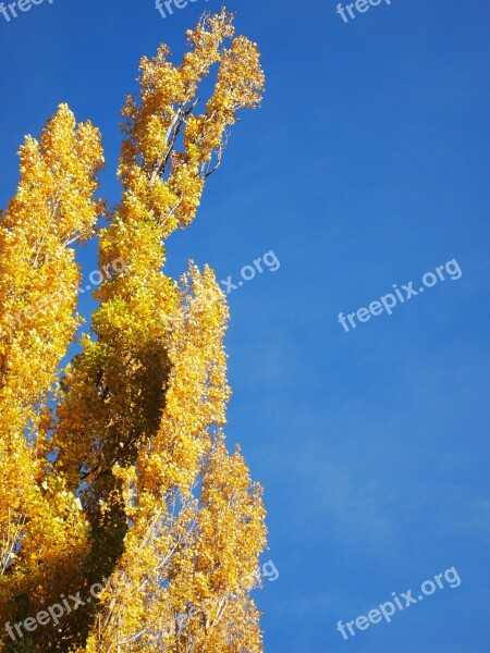 Sky Blue Poplar Nature Look Up