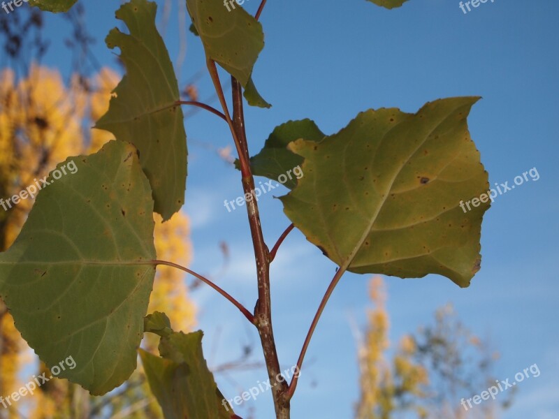 Leaves Nature Ecology Vegetation Autumn