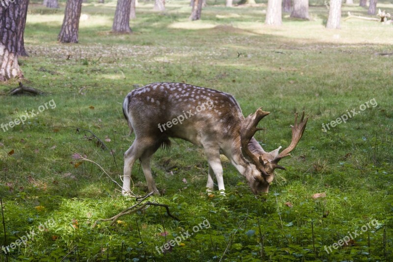 Hirsch Fallow Deer Forest Aeasen Blade