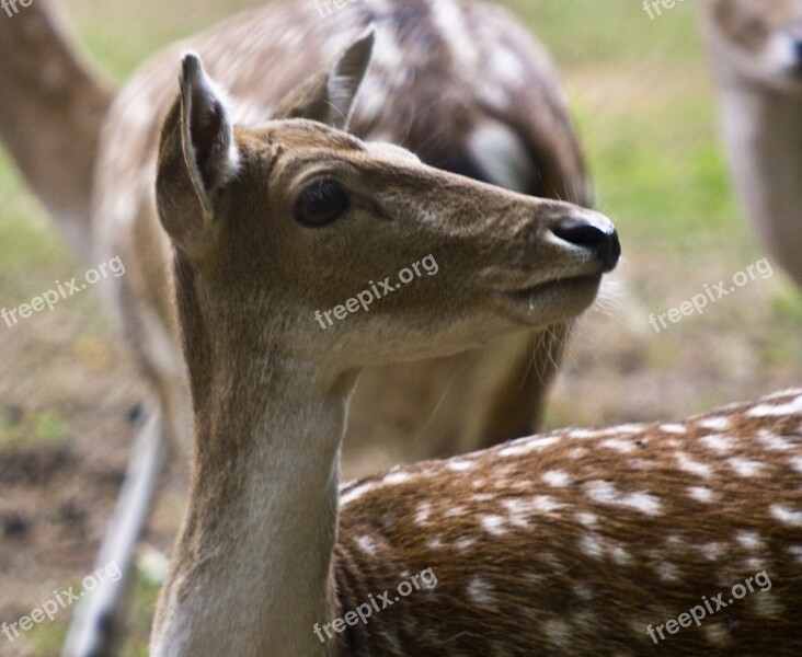 Hirsch Fallow Deer Ricke Forest Blade