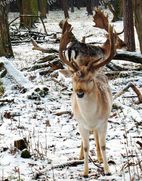 Hirsch Fallow Deer Winter Snow Forest