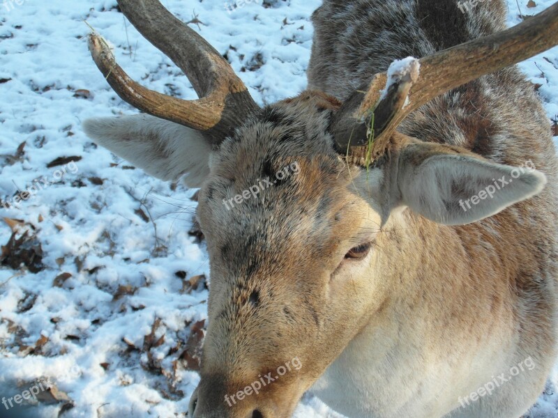 Hirsch Fallow Deer Winter Snow Forest