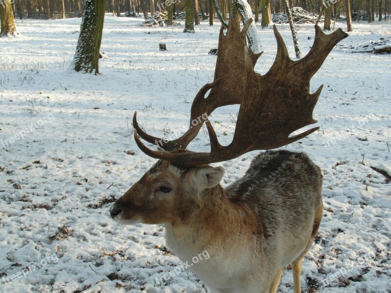 Hirsch Fallow Deer Winter Snow Forest