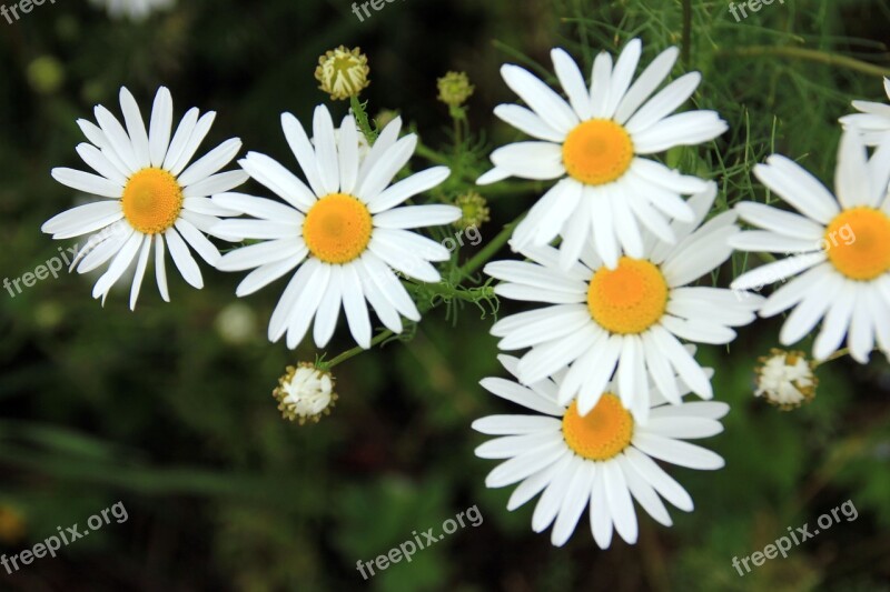 Nature Plant Close Up Marguerite Steep