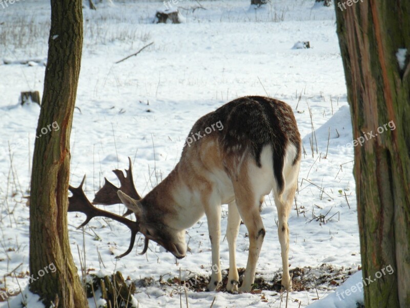 Hirsch Fallow Deer Winter Snow Forest