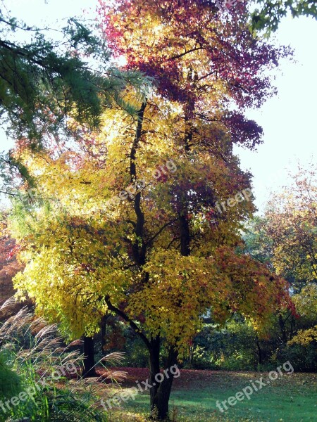 Maple Autumn Landscape Mood Fall Color