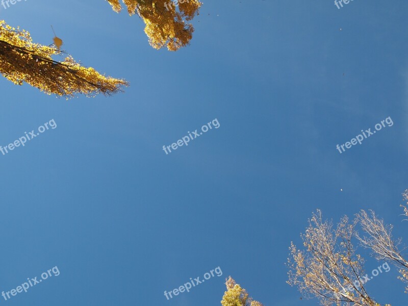 Sky Blue Poplar Nature Look Up