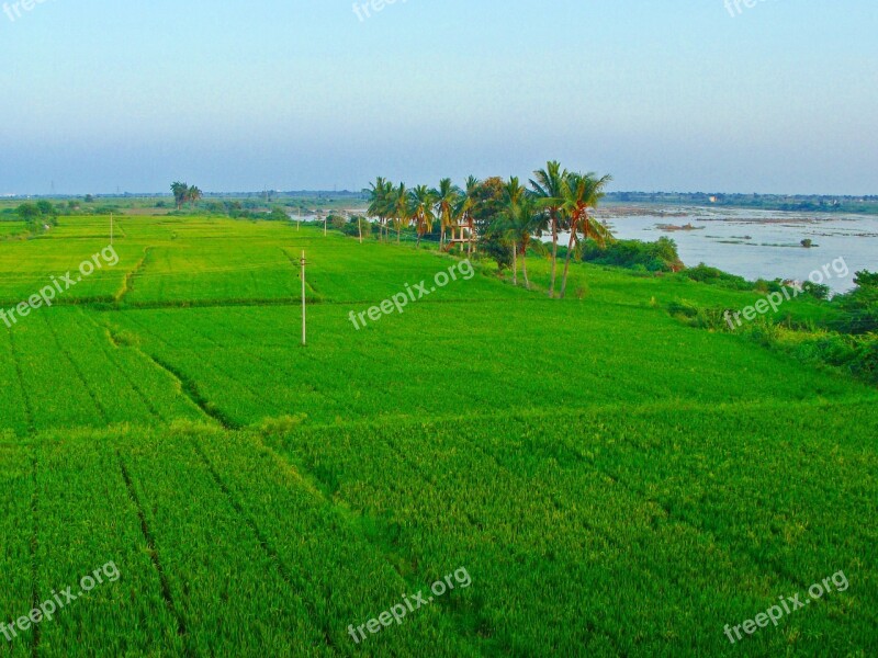 Rice Fields Paddy Cultivation Tungabhadra Plains Raichur Karnataka