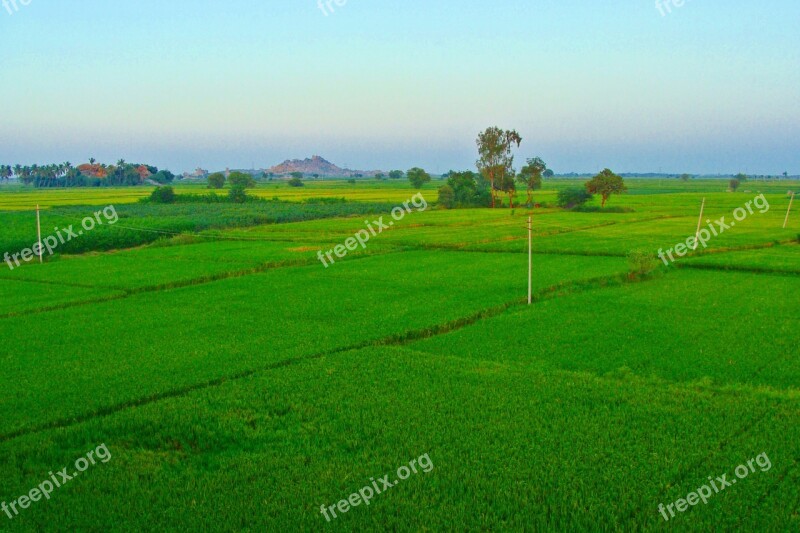 Rice Fields Paddy Cultivation Tungabhadra Plains Raichur Karnataka